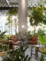 The cafe's central lounge area houses the lush indoor garden. 

