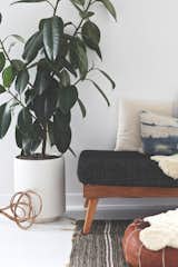 5 Houseplants You Can’t Kill - Photo 5 of 5 - 